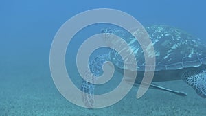 Sea turtle swimming underwater with fins support closeup