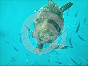 Sea turtle swimming underwater surrounded by a school of fish