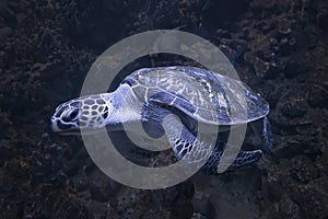 Sea turtle swimming undewater in blue aquarium. Chelonia mydas