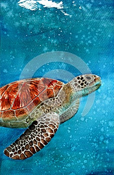 A sea turtle swimming in the vivid turquoise sea