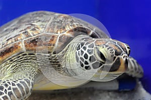 Sea turtle img