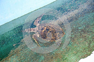 Sea turtle swimming at wonderfull sea ninh thuan