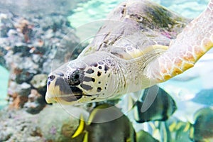 Sea turtle swims in the aquarium of Genoa Italy