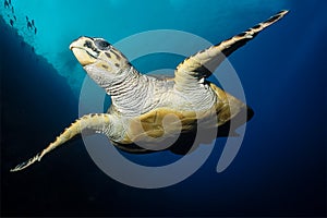 Sea turtle swims in red sea