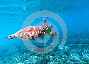 Sea turtle swims in sea water. Big green sea turtle closeup. Life of tropical coral reef.