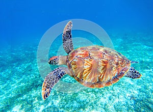 Sea turtle swims in sea water. Big green sea turtle closeup. Wildlife of tropical coral reef.