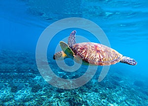 Sea turtle swims in sea water. Olive green sea turtle closeup. Life of tropical coral reef.