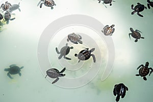 The sea turtle swims in the treatment pool for conservation at Sea Turtle