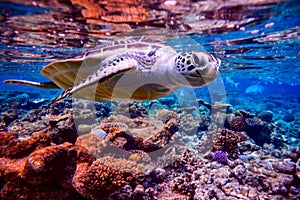 Sea turtle swims under water on the background of coral reefs