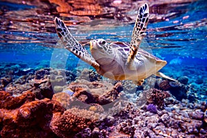 Sea turtle swims under water on the background of coral reefs photo