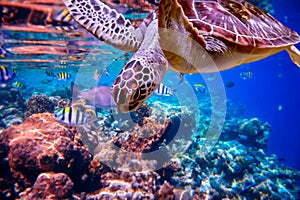 Sea turtle swims under water on the background of coral reefs