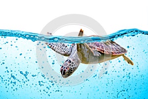 Sea turtle swims under water isolated on white