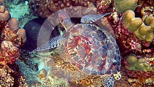 Sea turtle swims under water with small tropical fishes on background of coral reefs. Hawksbill sea turtle at Thailand
