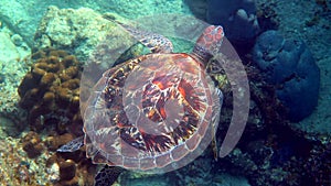 Sea turtle swims under water with small tropical fishes on background of coral reefs. Hawksbill sea turtle at Thailand