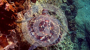 Sea turtle swims under water with small tropical fishes on background of coral reefs. Hawksbill sea turtle at Thailand