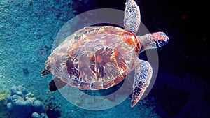 Sea turtle swims under water with small tropical fishes on background of coral reefs. Hawksbill sea turtle at Thailand