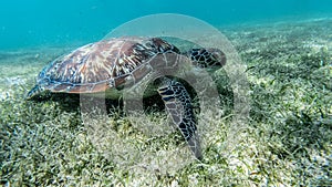 Sea turtle swims in sea water, Olive green sea turtle closeup. Wildlife of tropical coral reef, Aquatic animal underwater photo