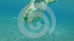 Sea turtle takes a breath on surface of water and dives to the seabed with two Remorafish. Green Sea Turtle, Chelonia mydas.