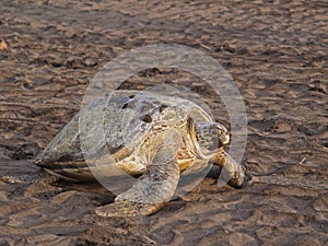 Sea turtle in Tortuguero National Park, Costa Rica