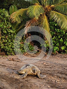 Sea turtle in Tortuguero National Park, Costa Rica photo