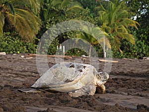 Sea turtle in Tortuguero National Park, Costa Rica photo