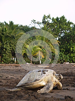 Sea turtle in Tortuguero National Park, Costa Rica photo