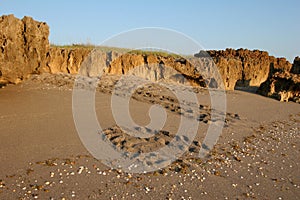 Sea Turtle tracks on beach at Blowing Rocks Preserve on Jupiter Island, Florida.