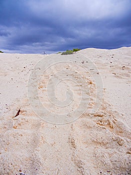 Sea turtle tracks on sandy beach on galapagos islands