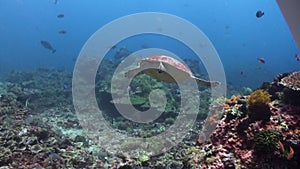 Sea turtle traverses coral reef, with fish in underwater ocean of Bali.