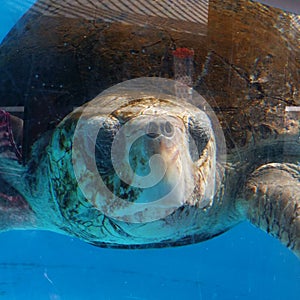 Sea turtle photo