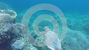 Sea turtle in the tropical sea
