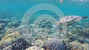 Sea turtle in the tropical sea