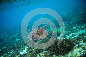 Sea turtle in tropical seashore. Marine tortoise underwater photo.