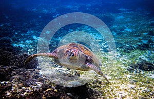 Sea turtle in tropical seashore. Tropical sea nature of exotic island