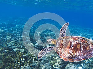 Sea turtle in tropical seashore. Seaworld underwater photo. Green turtle undersea.