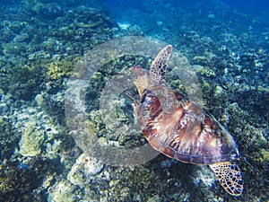 Sea turtle in tropical seashore underwater photo. Cute green turtle undersea.