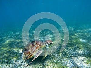 Sea turtle in tropical seashore, underwater photo of marine wildlife. Marine turtle undersea closeup