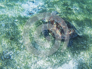 Sea turtle in tropical seashore, underwater photo of marine wildlife. Sea turtle feeding habit. Marine turtle undersea