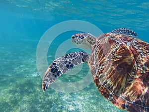 Sea turtle in tropical seashore, underwater photo of marine wildlife. Snorkeling with sea turtle.