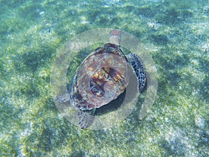 Sea turtle in tropical seashore, underwater photo of marine wildlife. Swimming with sea tortoise. Marine turtle undersea