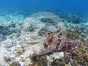 Sea turtle in tropical sea shore. Marine tortoise underwater photo.