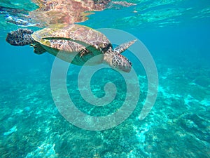 Sea turtle in turquoise water. Green sea turtle close photo. Lovely tortoise closeup.