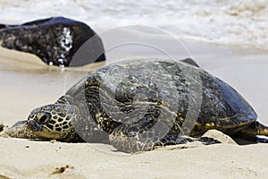 Sea Turtle on Turtle Beach photo