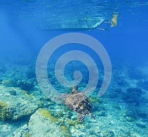 Sea turtle under boat. Wild turtle swims underwater in blue tropical sea.