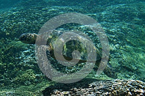 Sea Turtle Underwater