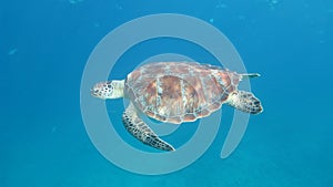 Sea turtle underwater