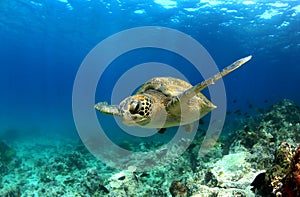 Sea turtle underwater