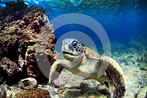 Sea turtle underwater