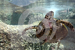 Sea Turtle underwater