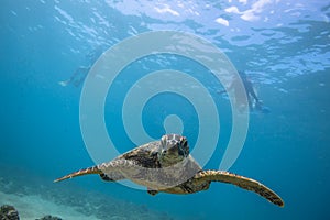 Sea Turtle Underwater